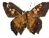  ( - 17-SRNP-20923)  @14 [ ] CreativeCommons  Attribution Non-Commercial Share-Alike (2019) Daniel H. Janzen Guanacaste Dry Forest Conservation Fund