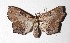  ( - 17-SRNP-21036)  @11 [ ] CreativeCommons  Attribution Non-Commercial Share-Alike (2019) Daniel H. Janzen Guanacaste Dry Forest Conservation Fund