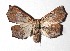  ( - 17-SRNP-21037)  @11 [ ] CreativeCommons  Attribution Non-Commercial Share-Alike (2019) Daniel H. Janzen Guanacaste Dry Forest Conservation Fund