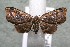  ( - 17-SRNP-30712)  @13 [ ] CreativeCommons  Attribution Non-Commercial Share-Alike (2019) Daniel H. Janzen Guanacaste Dry Forest Conservation Fund