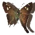  ( - 17-SRNP-31933)  @11 [ ] CreativeCommons  Attribution Non-Commercial Share-Alike (2019) Daniel H. Janzen Guanacaste Dry Forest Conservation Fund