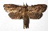  ( - 17-SRNP-32184)  @14 [ ] CreativeCommons  Attribution Non-Commercial Share-Alike (2019) Daniel H. Janzen Guanacaste Dry Forest Conservation Fund