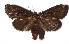  ( - 17-SRNP-35403)  @11 [ ] CreativeCommons  Attribution Non-Commercial Share-Alike (2019) Daniel H. Janzen Guanacaste Dry Forest Conservation Fund