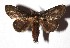  ( - 17-SRNP-35481)  @11 [ ] CreativeCommons  Attribution Non-Commercial Share-Alike (2019) Daniel H. Janzen Guanacaste Dry Forest Conservation Fund