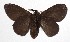  ( - 17-SRNP-35498)  @11 [ ] CreativeCommons  Attribution Non-Commercial Share-Alike (2019) Daniel H. Janzen Guanacaste Dry Forest Conservation Fund