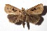  ( - 17-SRNP-40478)  @11 [ ] CreativeCommons  Attribution Non-Commercial Share-Alike (2019) Daniel H. Janzen Guanacaste Dry Forest Conservation Fund