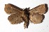  ( - 17-SRNP-40478)  @11 [ ] CreativeCommons  Attribution Non-Commercial Share-Alike (2019) Daniel H. Janzen Guanacaste Dry Forest Conservation Fund