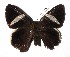  ( - 17-SRNP-40564)  @13 [ ] CreativeCommons  Attribution Non-Commercial Share-Alike (2019) Daniel H. Janzen Guanacaste Dry Forest Conservation Fund