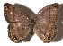  ( - 17-SRNP-40728)  @14 [ ] CreativeCommons  Attribution Non-Commercial Share-Alike (2019) Daniel H. Janzen Guanacaste Dry Forest Conservation Fund