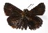  ( - 17-SRNP-40754)  @14 [ ] CreativeCommons  Attribution Non-Commercial Share-Alike (2019) Daniel H. Janzen Guanacaste Dry Forest Conservation Fund