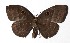  ( - 17-SRNP-40874)  @11 [ ] CreativeCommons  Attribution Non-Commercial Share-Alike (2019) Daniel H. Janzen Guanacaste Dry Forest Conservation Fund