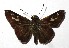  ( - 17-SRNP-45622)  @13 [ ] CreativeCommons  Attribution Non-Commercial Share-Alike (2019) Daniel H. Janzen Guanacaste Dry Forest Conservation Fund