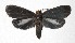  ( - 17-SRNP-45771)  @14 [ ] CreativeCommons  Attribution Non-Commercial Share-Alike (2019) Daniel H. Janzen Guanacaste Dry Forest Conservation Fund