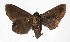  ( - 17-SRNP-45953)  @11 [ ] CreativeCommons  Attribution Non-Commercial Share-Alike (2019) Daniel H. Janzen Guanacaste Dry Forest Conservation Fund