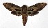  ( - 17-SRNP-55546)  @14 [ ] CreativeCommons  Attribution Non-Commercial Share-Alike (2019) Daniel H. Janzen Guanacaste Dry Forest Conservation Fund