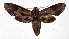  ( - 17-SRNP-55547)  @14 [ ] CreativeCommons  Attribution Non-Commercial Share-Alike (2019) Daniel H. Janzen Guanacaste Dry Forest Conservation Fund