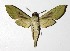  ( - 17-SRNP-55638)  @14 [ ] CreativeCommons  Attribution Non-Commercial Share-Alike (2019) Daniel H. Janzen Guanacaste Dry Forest Conservation Fund