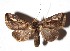  ( - 17-SRNP-56181)  @11 [ ] CreativeCommons  Attribution Non-Commercial Share-Alike (2019) Daniel H. Janzen Guanacaste Dry Forest Conservation Fund