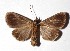  ( - 17-SRNP-56181)  @11 [ ] CreativeCommons  Attribution Non-Commercial Share-Alike (2019) Daniel H. Janzen Guanacaste Dry Forest Conservation Fund