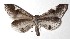  ( - 17-SRNP-70752)  @13 [ ] CreativeCommons  Attribution Non-Commercial Share-Alike (2019) Daniel H. Janzen Guanacaste Dry Forest Conservation Fund