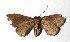  ( - 17-SRNP-71742)  @11 [ ] CreativeCommons  Attribution Non-Commercial Share-Alike (2019) Daniel H. Janzen Guanacaste Dry Forest Conservation Fund