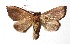  ( - 17-SRNP-71938)  @11 [ ] CreativeCommons  Attribution Non-Commercial Share-Alike (2019) Daniel H. Janzen Guanacaste Dry Forest Conservation Fund