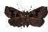  ( - 17-SRNP-72474)  @11 [ ] CreativeCommons  Attribution Non-Commercial Share-Alike (2019) Daniel H. Janzen Guanacaste Dry Forest Conservation Fund