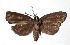  ( - 17-SRNP-72541)  @11 [ ] CreativeCommons  Attribution Non-Commercial Share-Alike (2019) Daniel H. Janzen Guanacaste Dry Forest Conservation Fund