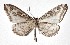  ( - 17-SRNP-72689)  @14 [ ] CreativeCommons  Attribution Non-Commercial Share-Alike (2019) Daniel H. Janzen Guanacaste Dry Forest Conservation Fund