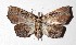  ( - 17-SRNP-72708)  @11 [ ] CreativeCommons  Attribution Non-Commercial Share-Alike (2019) Daniel H. Janzen Guanacaste Dry Forest Conservation Fund