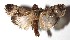  ( - 17-SRNP-72772)  @14 [ ] CreativeCommons  Attribution Non-Commercial Share-Alike (2019) Daniel H. Janzen Guanacaste Dry Forest Conservation Fund