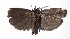  ( - 17-SRNP-73044)  @11 [ ] CreativeCommons  Attribution Non-Commercial Share-Alike (2019) Daniel H. Janzen Guanacaste Dry Forest Conservation Fund