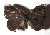  ( - 17-SRNP-73059)  @13 [ ] CreativeCommons  Attribution Non-Commercial Share-Alike (2019) Daniel H. Janzen Guanacaste Dry Forest Conservation Fund