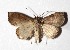  ( - 17-SRNP-73497)  @11 [ ] CreativeCommons  Attribution Non-Commercial Share-Alike (2019) Daniel H. Janzen Guanacaste Dry Forest Conservation Fund