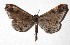  ( - 17-SRNP-80358)  @13 [ ] CreativeCommons  Attribution Non-Commercial Share-Alike (2019) Daniel H. Janzen Guanacaste Dry Forest Conservation Fund