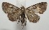  ( - 18-SRNP-100050)  @14 [ ] CreativeCommons  Attribution Non-Commercial Share-Alike (2019) Daniel H. Janzen Guanacaste Dry Forest Conservation Fund