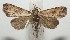  ( - 18-SRNP-100057)  @14 [ ] CreativeCommons  Attribution Non-Commercial Share-Alike (2019) Daniel H. Janzen Guanacaste Dry Forest Conservation Fund