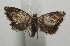  ( - 18-SRNP-100131)  @11 [ ] CreativeCommons  Attribution Non-Commercial Share-Alike (2019) Daniel H. Janzen Guanacaste Dry Forest Conservation Fund