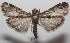  ( - 18-SRNP-100239)  @11 [ ] CreativeCommons  Attribution Non-Commercial Share-Alike (2019) Daniel H. Janzen Guanacaste Dry Forest Conservation Fund
