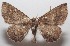  ( - 18-SRNP-100266)  @11 [ ] CreativeCommons  Attribution Non-Commercial Share-Alike (2019) Daniel H. Janzen Guanacaste Dry Forest Conservation Fund