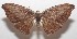  ( - 18-SRNP-100288)  @11 [ ] CreativeCommons  Attribution Non-Commercial Share-Alike (2019) Daniel H. Janzen Guanacaste Dry Forest Conservation Fund