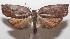  ( - 18-SRNP-100309)  @11 [ ] CreativeCommons  Attribution Non-Commercial Share-Alike (2019) Daniel H. Janzen Guanacaste Dry Forest Conservation Fund