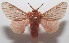  ( - 18-SRNP-100311)  @14 [ ] CreativeCommons  Attribution Non-Commercial Share-Alike (2019) Daniel H. Janzen Guanacaste Dry Forest Conservation Fund