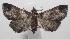  (Palthis Poole05 - 18-SRNP-100340)  @14 [ ] CreativeCommons  Attribution Non-Commercial Share-Alike (2019) Daniel H. Janzen Guanacaste Dry Forest Conservation Fund
