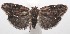  ( - 18-SRNP-100341)  @11 [ ] CreativeCommons  Attribution Non-Commercial Share-Alike (2019) Daniel H. Janzen Guanacaste Dry Forest Conservation Fund