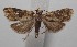  ( - 18-SRNP-100388)  @11 [ ] CreativeCommons  Attribution Non-Commercial Share-Alike (2019) Daniel H. Janzen Guanacaste Dry Forest Conservation Fund
