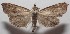  ( - 18-SRNP-100459)  @13 [ ] CreativeCommons  Attribution Non-Commercial Share-Alike (2019) Daniel H. Janzen Guanacaste Dry Forest Conservation Fund
