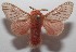  ( - 18-SRNP-100497)  @14 [ ] CreativeCommons  Attribution Non-Commercial Share-Alike (2019) Daniel H. Janzen Guanacaste Dry Forest Conservation Fund