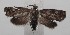  ( - 18-SRNP-100532)  @11 [ ] CreativeCommons  Attribution Non-Commercial Share-Alike (2019) Daniel H. Janzen Guanacaste Dry Forest Conservation Fund
