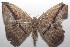  ( - 18-SRNP-100583)  @13 [ ] CreativeCommons  Attribution Non-Commercial Share-Alike (2019) Daniel H. Janzen Guanacaste Dry Forest Conservation Fund